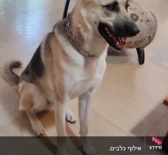 כלב יושב עם קולר מתכת על רצפה בבית